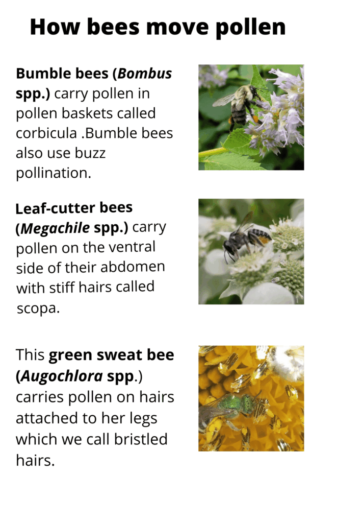 Insect and pollen structures reference sheet, page 1