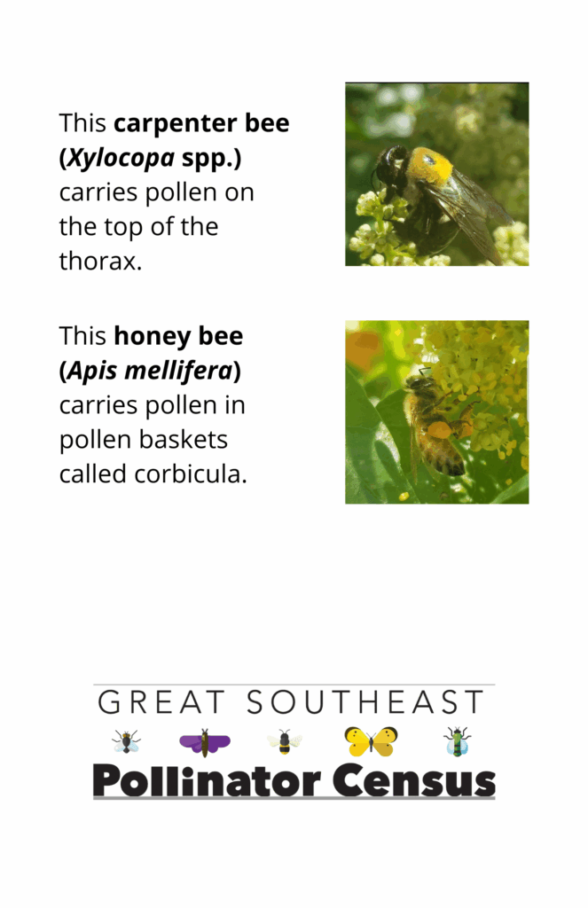 Insect and pollen structures reference sheet, page 2