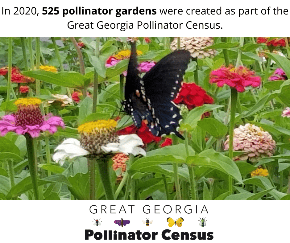 In 2020, 525 pollinator gardens were created as part of the Great Georgia Pollinator Census.