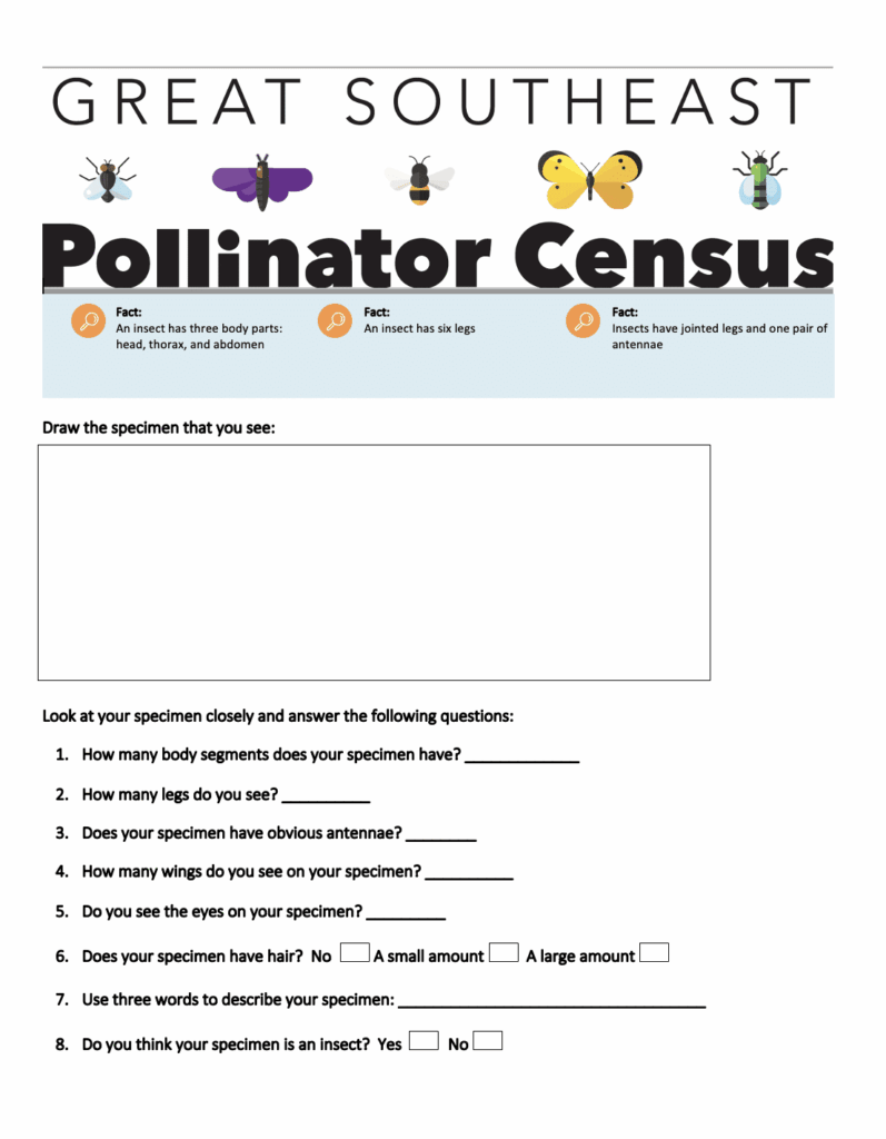 Insect observation sheet preview